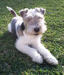 Often the coat is slightly waved, but the show standard is that the coat is never curly. Wire Fox Terrier Dog Breed Information And Pictures