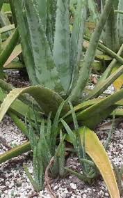 Is your aloe plant getting too big for the pot your brought it home in? What Is The Best Aloe Haley Nutrition Stockton Aloe 1