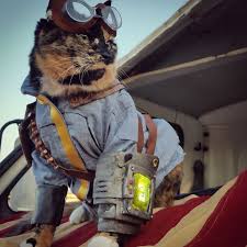 Just Some Cats In Fallout Cosplay Funny Post Cat Cosplay Fallout Cosplay Cats