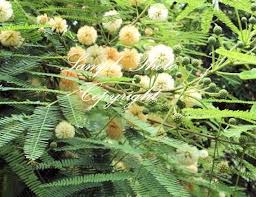 Image result for Albizia procera