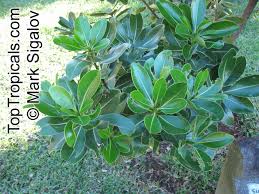 Sideroxylon Sp Bully Tree Manglier Dodo Tree Toptropicals Com Design press has an extensive collection of nature images, piercings and celebrity photos. sideroxylon sp bully tree manglier