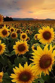 Sunflower Fields By Timothy Eberly Sunflowers Flowers Flowerbed Flowerfield Yellow Sunflower Photography Sunflower Field Photography Sunflower Wallpaper