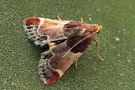 Image result for Pyralis lienigialis