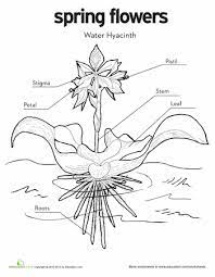 Water Hyacinth Worksheet Education Com Water Hyacinth Parts Of A Flower Spring Worksheet