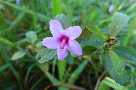 Image result for Urena