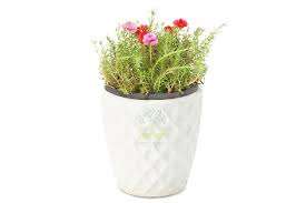 This hd wallpaper is about white flowers, moss rose, white moss rose, garden flowers, flowering plant, original wallpaper dimensions is 3000x1688px, file size is 691.37kb. Buy Moss Rose