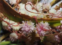 Image result for Cuscuta planiflora