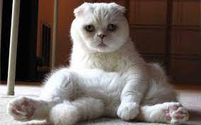 Scottish Fold Cat Breeds Cat Scottish Fold Scottish Fold