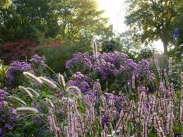 Dieses Grosse Lampenputzergras Pennisetum Alopecuroides Japonicum Passt Wunderbar In Den Herbstlichen Garten Zwischen Knoterich Fet In 2020 Bodendecker Gras Garten