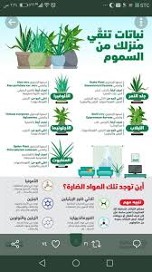 Pin By صالحه الفيفي On نباتات Tiny Garden Ideas Balcony Plants Best Indoor Plants