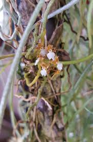 Image result for Microcoelia physophora