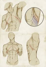 Anatomy drawing techniques drawing male vs female hips many artists who focus exclusively on the female form struggle to translate their talent to drawing men. Male Anatomy Reference Drawing Anatomy Drawing Diagram
