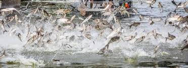 Silver Carp - Mississippi National ...