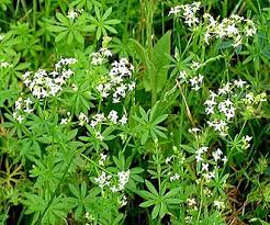 Image result for Galium scabrellum