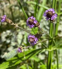 Image result for Verbena litoralis