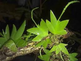 Image result for Oberonia