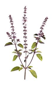 Image result for Rubus steudneri