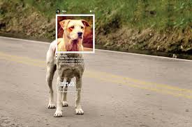 Adopt a dog or adopt a cat and you'll have a friend for life. The Ad Collector A K A Addshots Pets Pet Adoption Ad Of The World