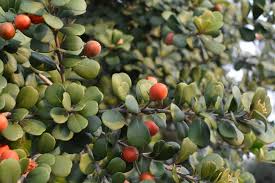 Image result for Mimusops afra