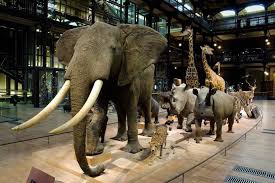 Le Musee D Histoire Naturelle Lille Le Musee D Histoire Naturelle De Lille Museum National D Histoire Naturelle Histoire Naturelle Museum Histoire Naturelle