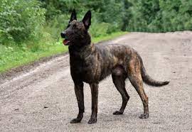 De hollandse herder is ontstaan in nederland en daar voor het eerst ontdekt. Die Sache Mit Dem X Hollandischer Schaferhund X Hollandse Herder Rude Amer Picon