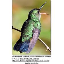 Image result for Cyanotis sp. aff. C. lapidosa