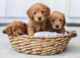 Types and causes of umbilical hernia in dogs. Umbilical Hernias In Puppies