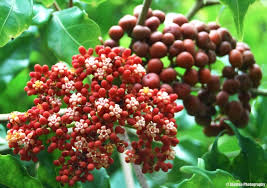 Image result for Leea