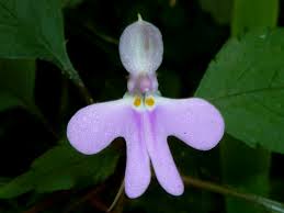 Image result for Impatiens hochstetteri