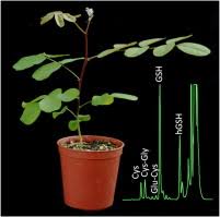 Image result for Adenolobus pechuelii
