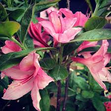 A Special Flower Perfect Gift For A Special Person Rhododendron Jolie Madame Special Person Perfect Gift Flowers