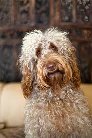 These Smiling Dogs Will Brighten Your Day Dogs Cute Dog Pictures Smiling Dogs