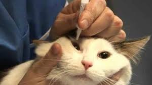 Bukan saja mata yang sakit, dia juga ada kurap, kutu dan cacing. 16 Cara Mengobati Sakit Mata Pada Kucing Anggora Arenahewan Com