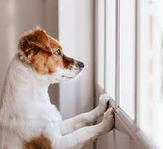 Heute zeigen wir euch ein paar möglichkeiten, euren hund auch einmal in der wohnung zu beschäftigen. Hund Alleine Zu Hause Lassen Myhappypet Myhappypet De