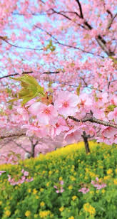 We have an extensive collection of amazing background images carefully chosen by our community. Iphone And Android Wallpapers Sakura Cherry Blossom Wallpaper For Iphone And Android Pictures Of Spring Flowers Cherry Blossom Wallpaper Spring Wallpaper