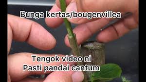 Belajar cara cantuman pokok mangga. Cantuman Bunga Kertas Bougenvillea Teknik Baji Grafting Bougenvillea Youtube