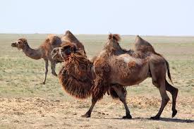 Meet gemma, a bactrian camel at the greater vancouver zoo. 1 059 Humps Camel Photos Free Royalty Free Stock Photos From Dreamstime