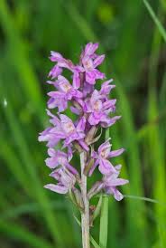 Image result for Polystachya dendrobiiflora