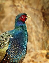The Green Pheasant Is The National Bird Of Japan Native And Endemic To The Japanese Archipelago National Bird Of Japan Beautiful Birds Pet Birds