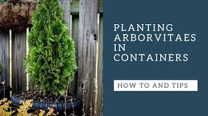 If you want to help these natural beauties become their best selves, time your pruning well, doing the. Arborvitaes How To Plant In Containers Youtube