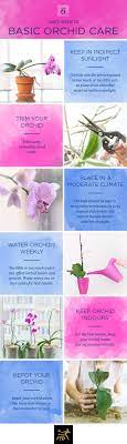 How To Rebloom Orchids - Ftd.com
