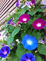 Pin By Helina Rimpinen On Herb Magick Morning Glory Flowers Morning Glory Vine Garden Vines