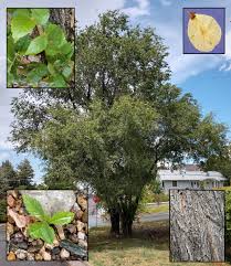 We did not find results for: Backyard Gardener These Are Invasive Trees So Remove Them August 14 1019