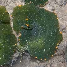 Image result for Isoglossa membranacea