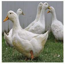 Daftar isi 1 cara beternak bebek pedaging hibrida 3 perbedaan bebek peking dan hibrida juga yang terbaru keong mas juga selain bergizi juga murah. Ternak Bebek Peking Vs Ternak Bebek Hibrida Pilih Mana