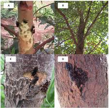 Image result for Eucalyptus cloeziana