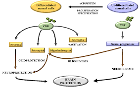 Summary Of Cannabinoid Receptor Dependent Processes Involved In Download Scientific Diagram