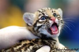Baby Puma Hayvan Resimleri Hayvan Yavrulari