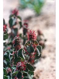 Image result for Lipocarpha monostachya