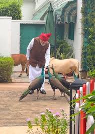 गाय को चारा खिलाया और मोर को दाना, इंस्टाग्राम पर पीएम मोदी ने शेयर किया नया वीडियो, बोले- 'ये मेरी दैनिक दिनचर्या' | Special, as always: PM Modi shares ...